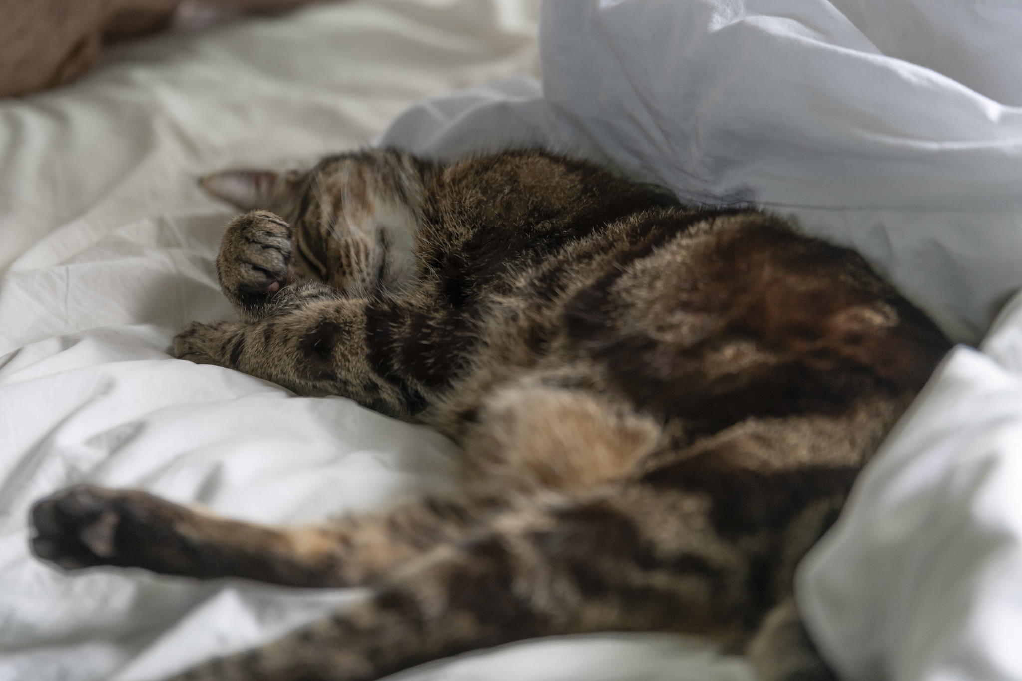 The cat and the forest (separately, not together).