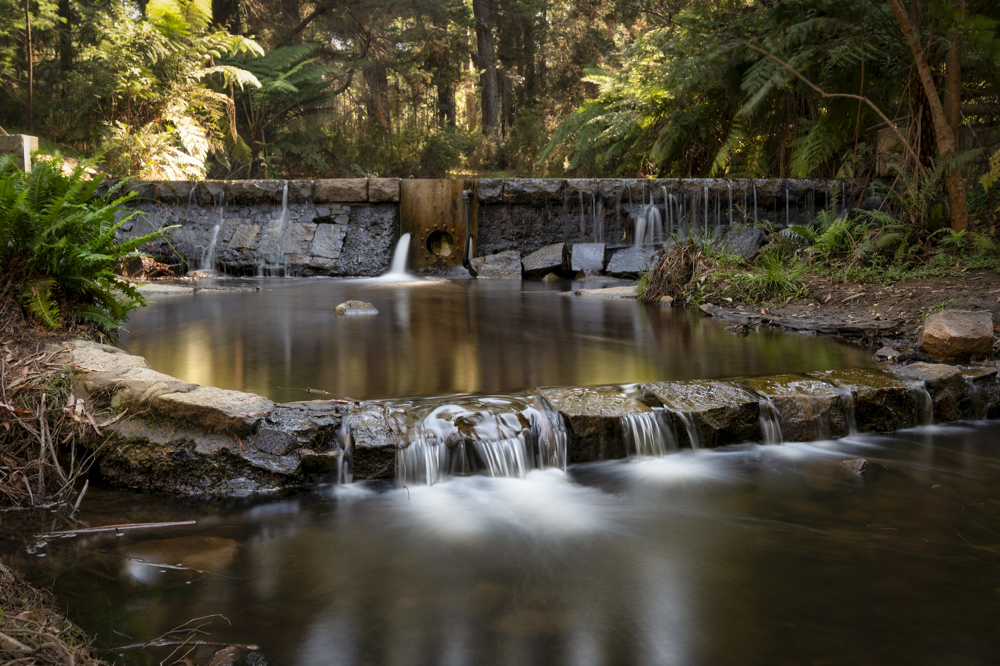 Golden Autumn in Daylesford