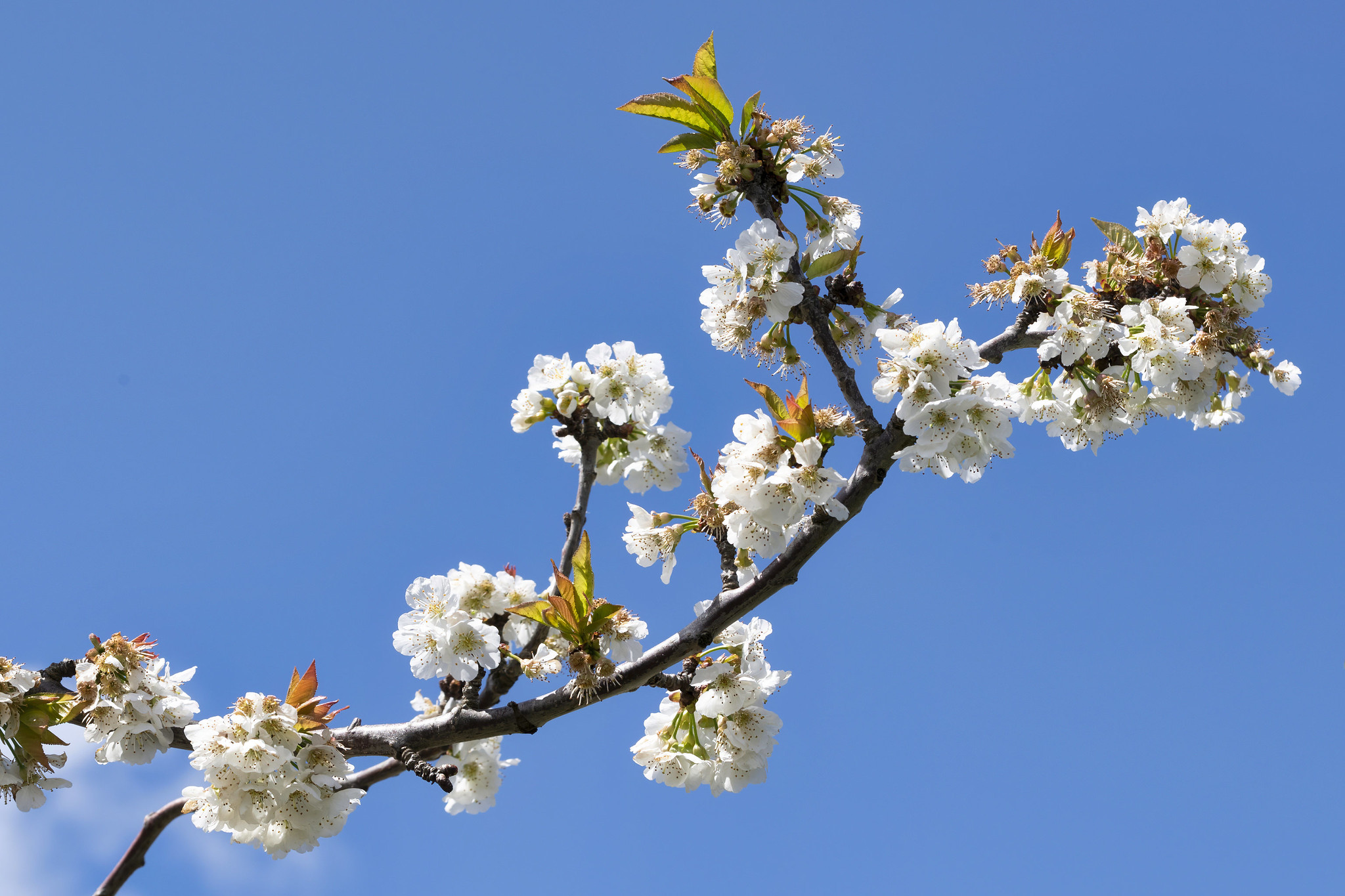 Sneaky Portraits and Cherry Blossoms