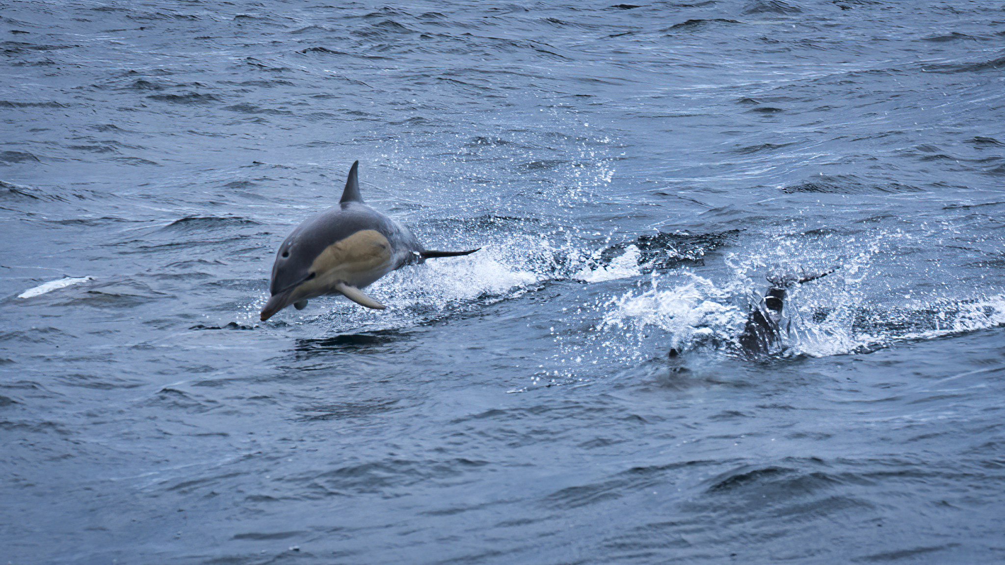 Tasmanian Album Number 6 – Cliffs and Dolphins