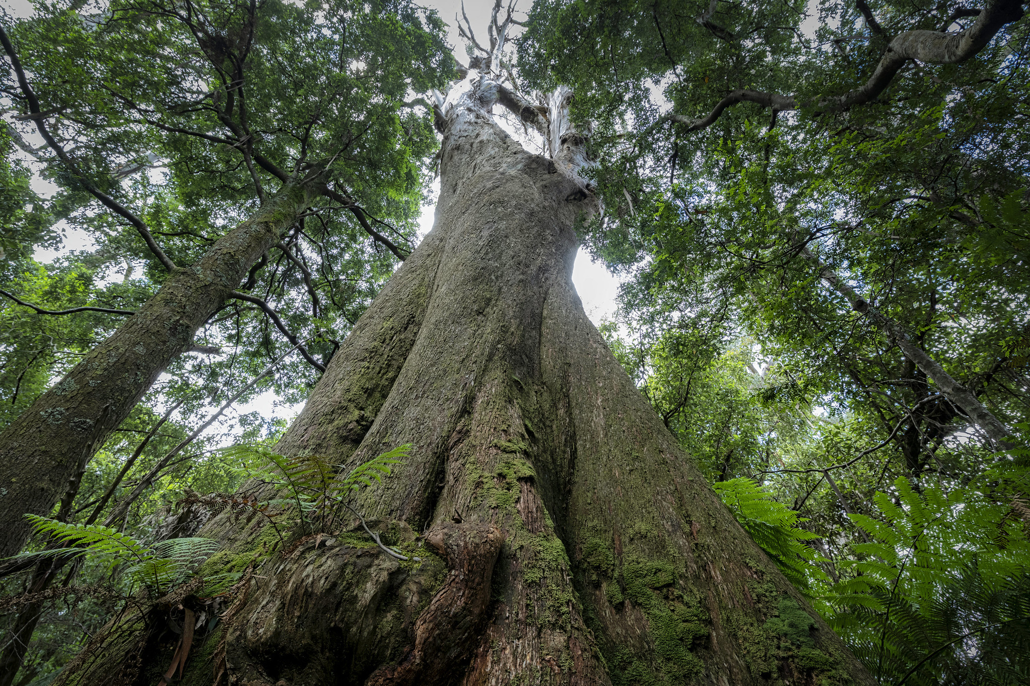 Little Blue Lake and Blue Tier Giant. Tasmanian Album Number 5.