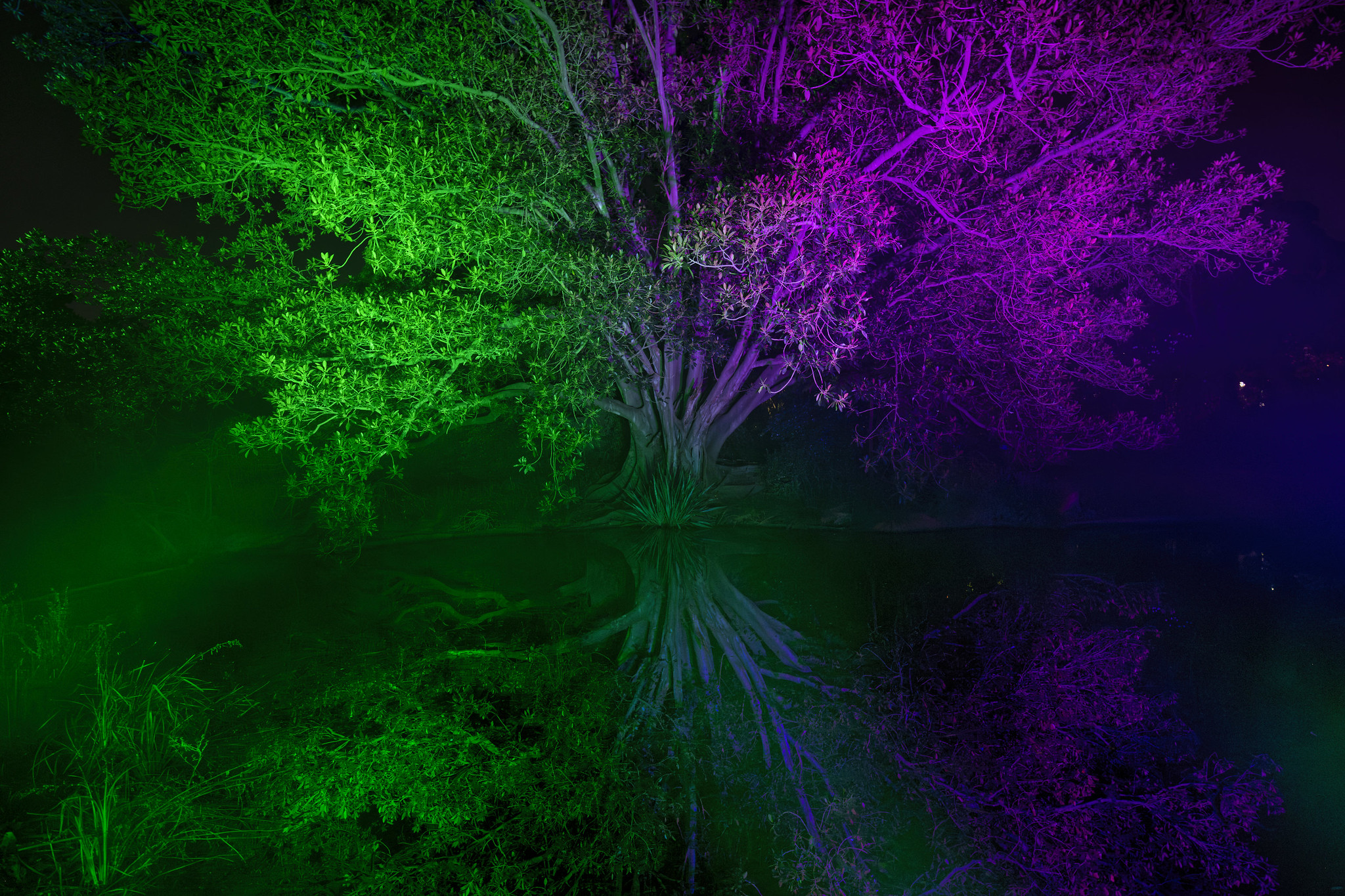 Lights and Sounds in the Botanical Garden