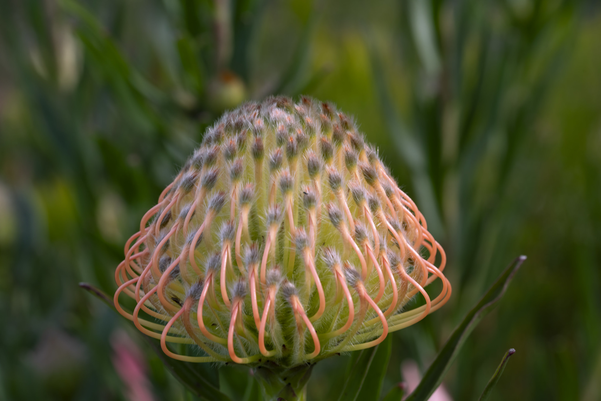 Macro and the smartphone snaps