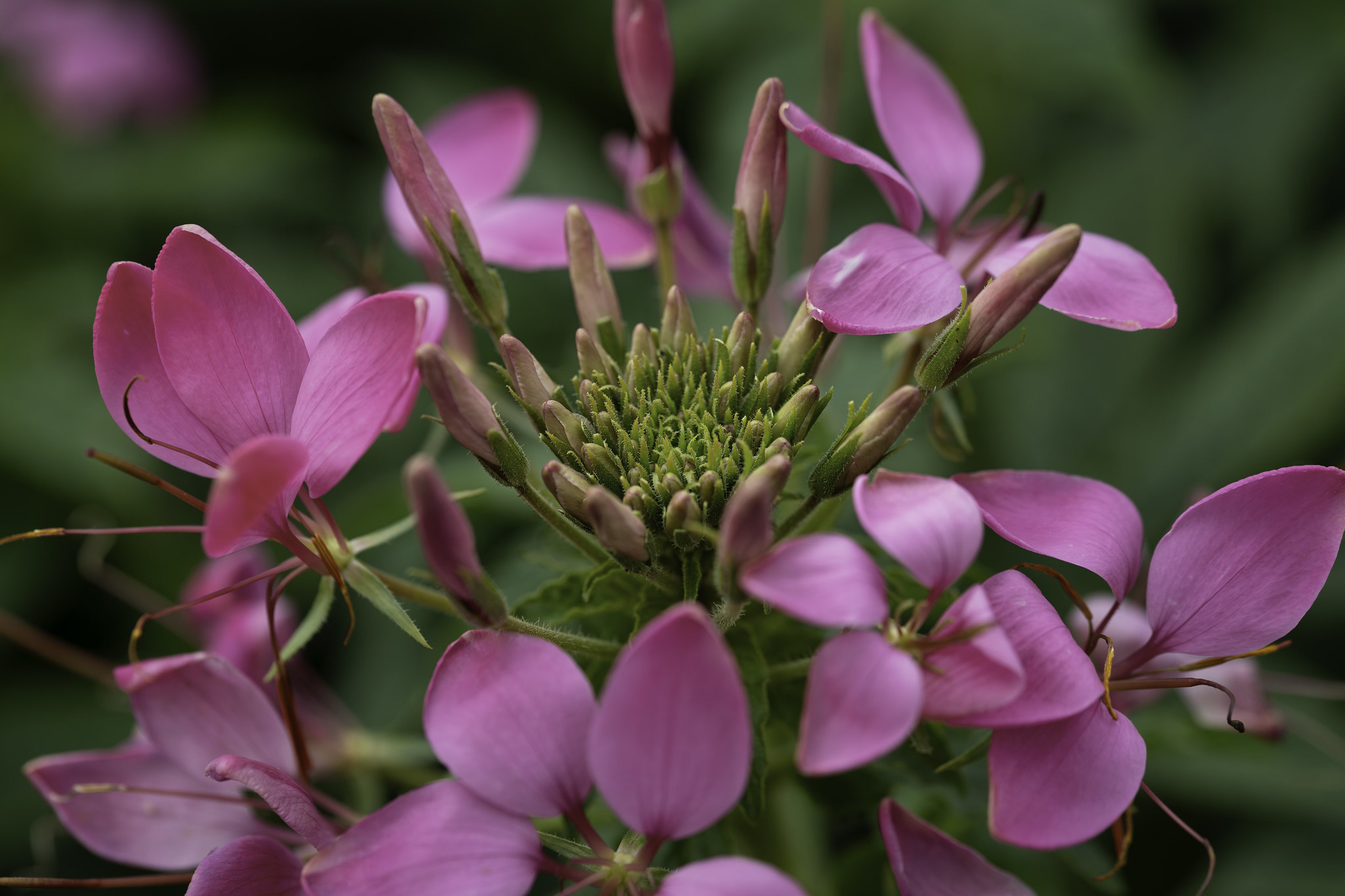 Flowers and Acrobats