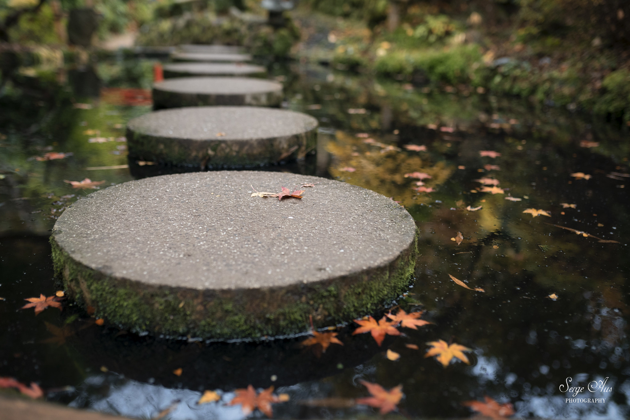 Forest Glade Gardens – video