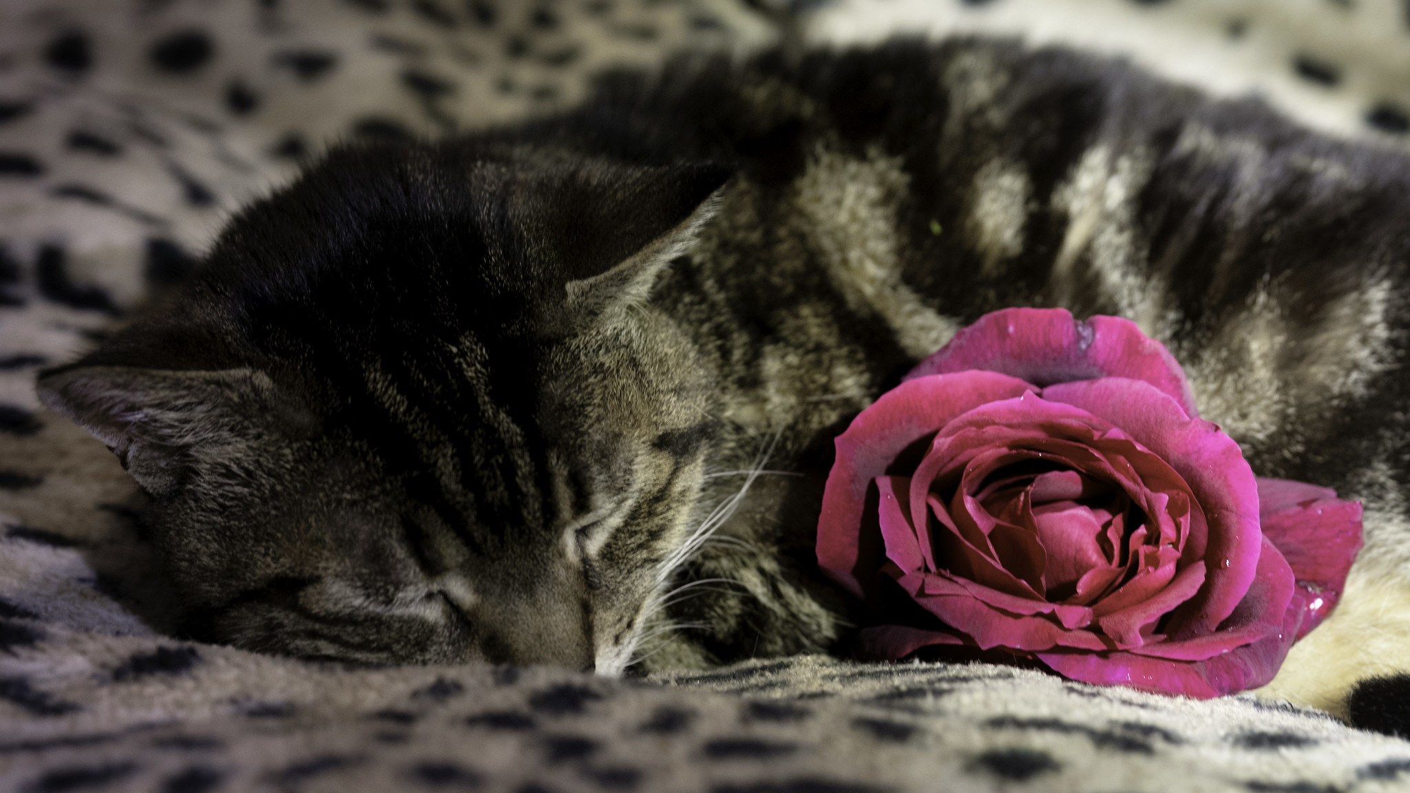 Rose, cat, and moon