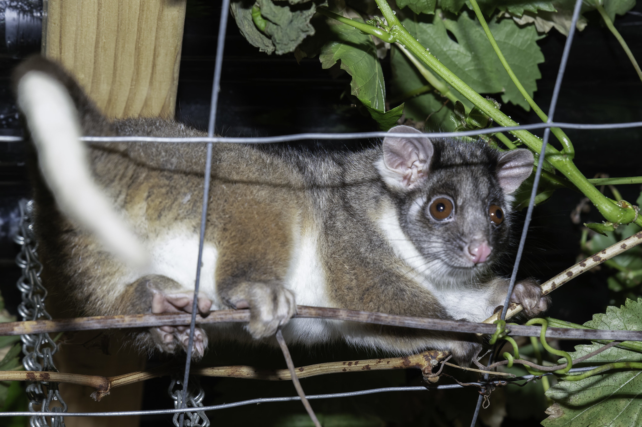 Bits and bobs and the night-time grape enthusiast