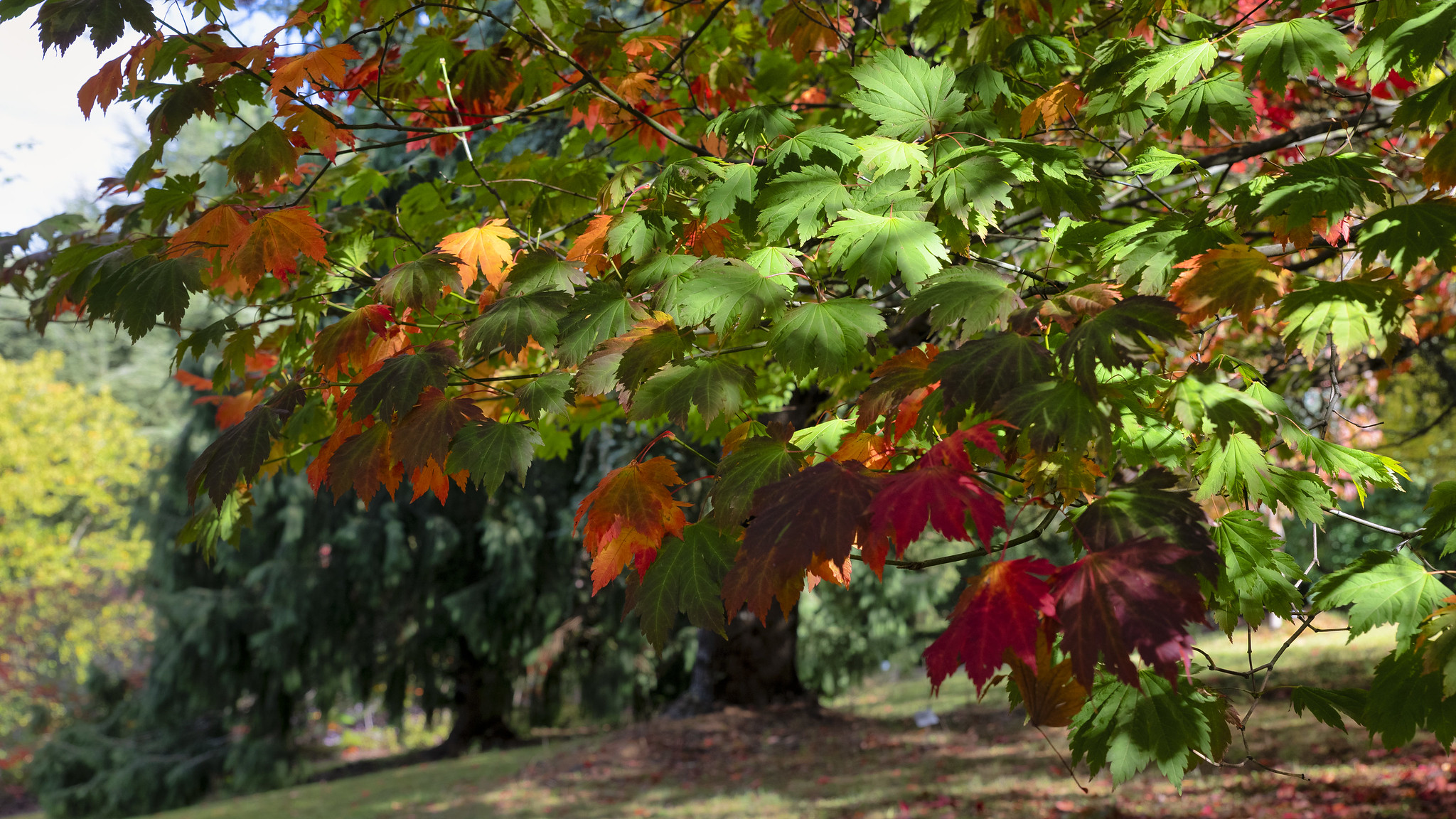 Rubber and Japanese Maples