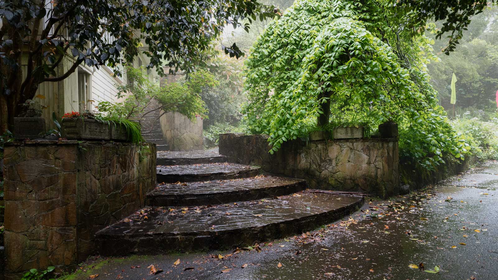 Rainy Gardens