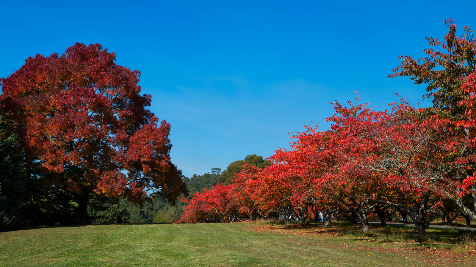 Golden Autumn